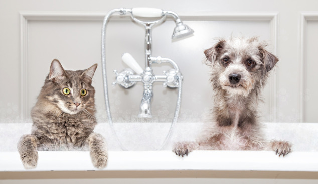 Voniai ir dušui tinkamo maišytuvo pasirinkimas – nuo ko pradėti?